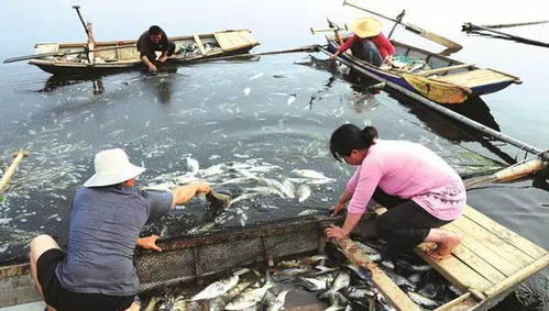 水产养殖过程中常见的细菌性疾病防治措施