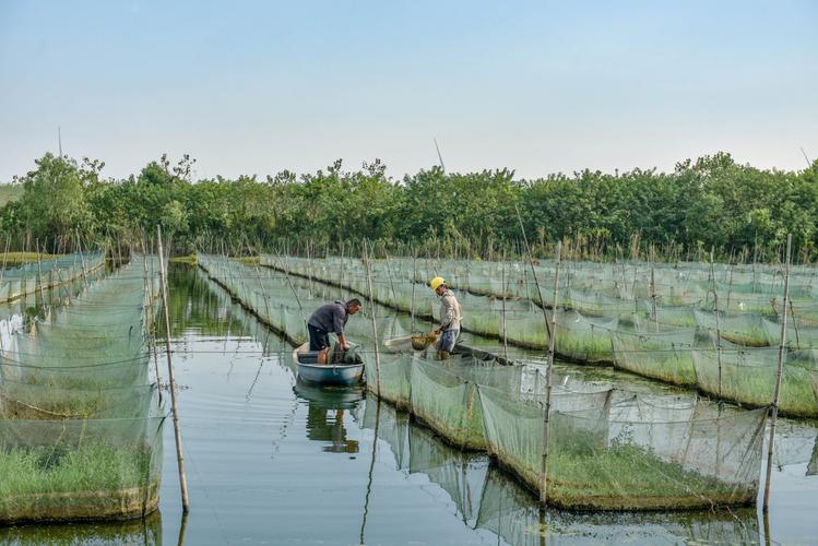 宿松:"循环产业链"开创水产养殖新模式
