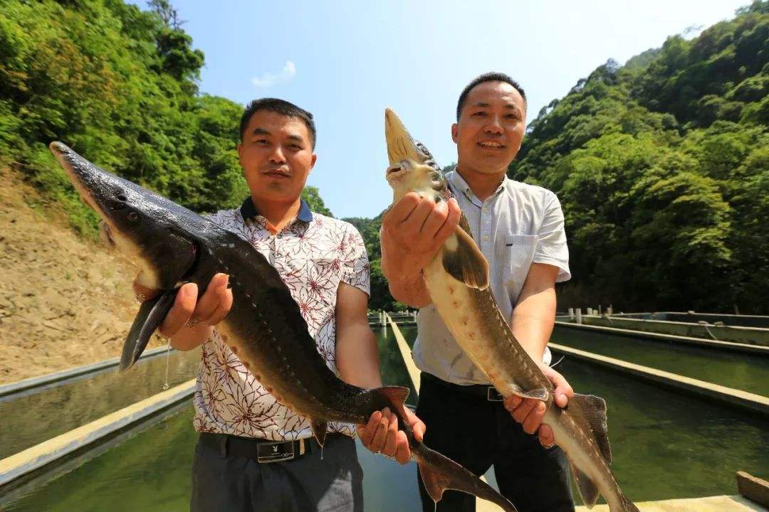 原创最古老的淡水鱼如今上了黑名单养殖户赔得啥也没剩下