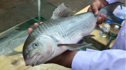 优质淡水鱼"白甲鱼"高效繁育和养殖技术