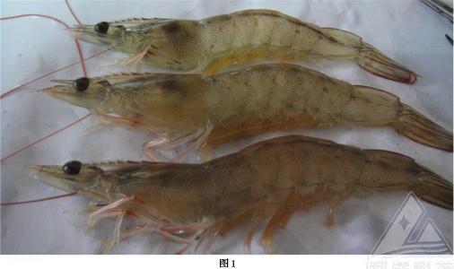 四川省淡水虾养殖条件口碑好的厂家
