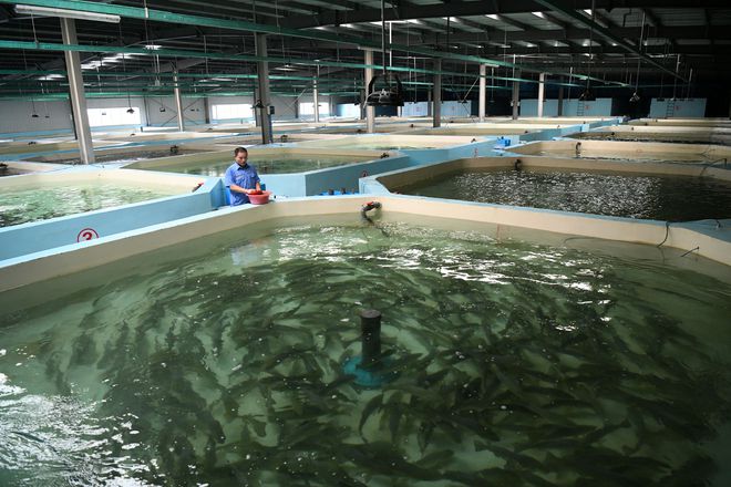 (经济)山东日照:“智慧渔业”助力水产养殖提质增效